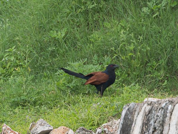 <h3><a href="/trips/srilanka/biota/animalia/chordata/aves/030 cuculiformes/001 cuculidae/centropus sinensis/centropus sinensis-nl.html">Centropus&nbsp;sinensis</a> / Greater&nbsp;coucal / Chinese&nbsp;spoorkoekoek</h3>NIKON D500 met AF-S Nikkor 80-400mm f/4.5-5.6G ED VR, 1/160 sec  bij F10.0, ISO 200, afstand 50.1&nbsp;m